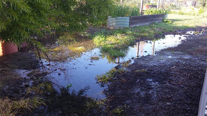 CERES Community Environment Park constructed wetland